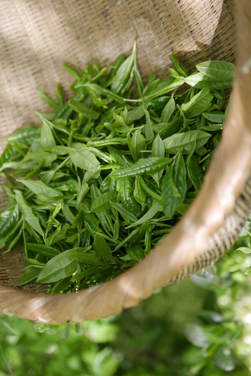 Himalayan Green Tea Loose Leaf