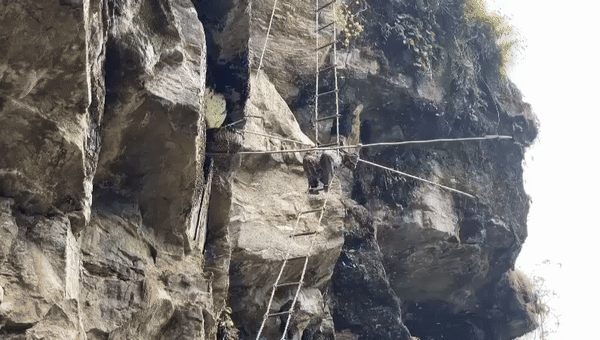 Gurungs harvest Nepalese Mad Honey in Lamjung, Nepal