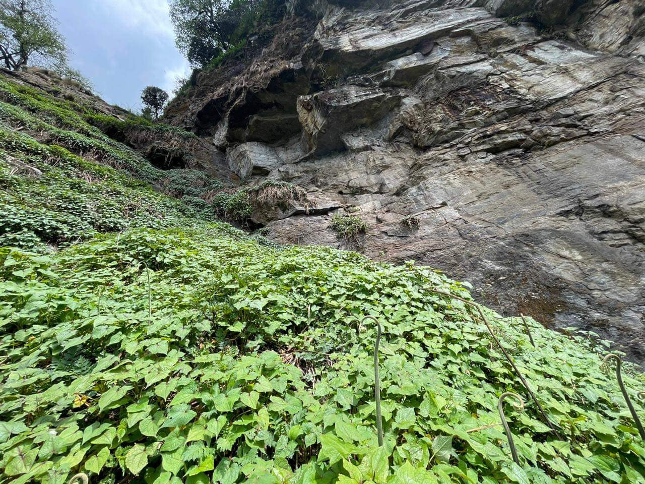 Nepalese Medicinal Wild Honey