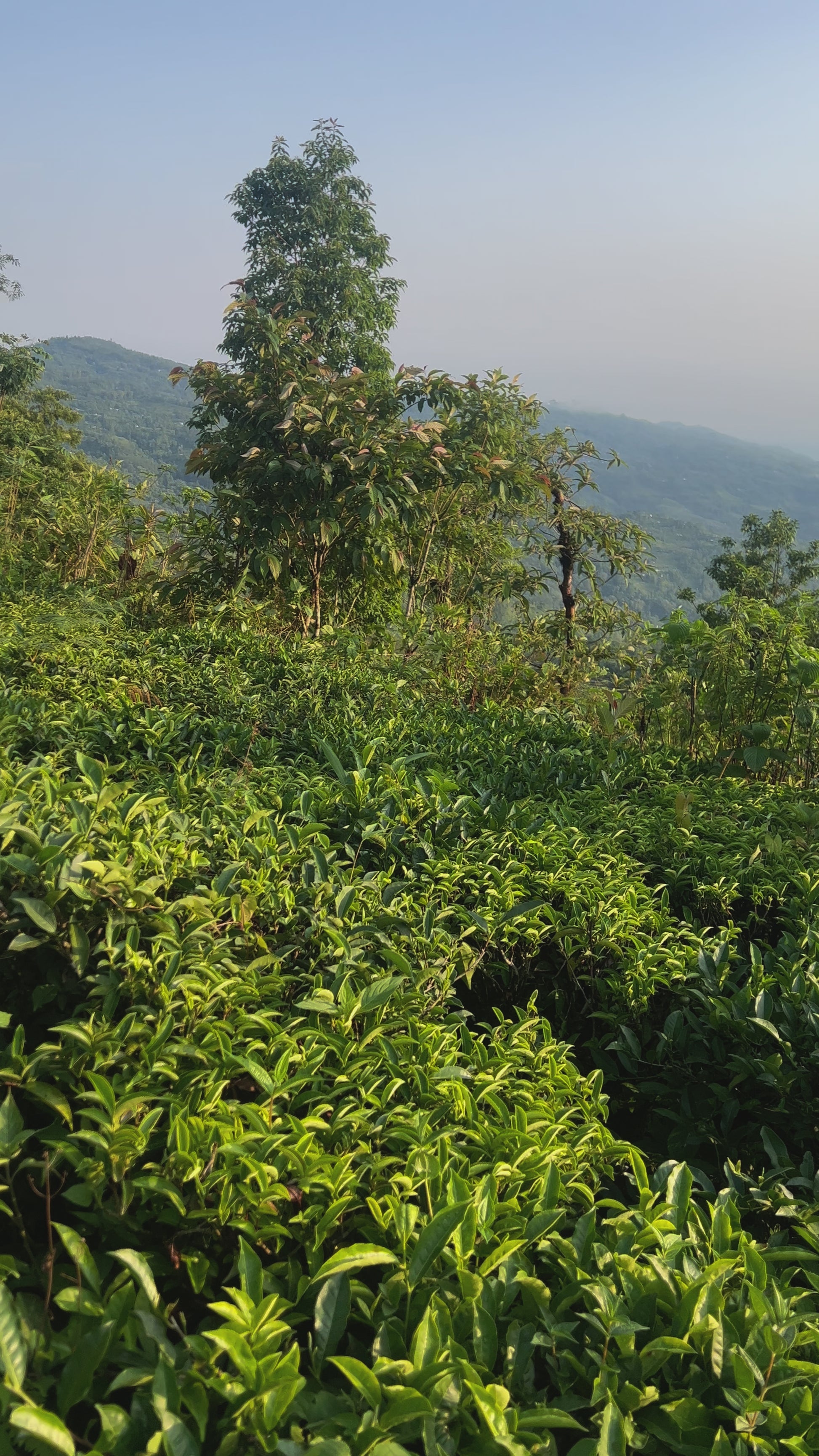 Green Tea Leaves