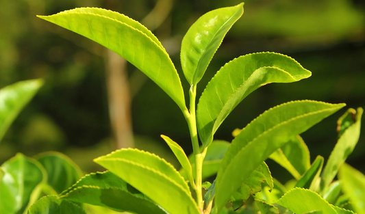 Experience the Authentic Taste of Himalayan Green Tea – Premium Nepalese Tea for Health & Wellness