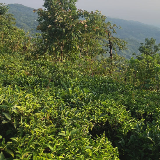 Green Tea Leaves