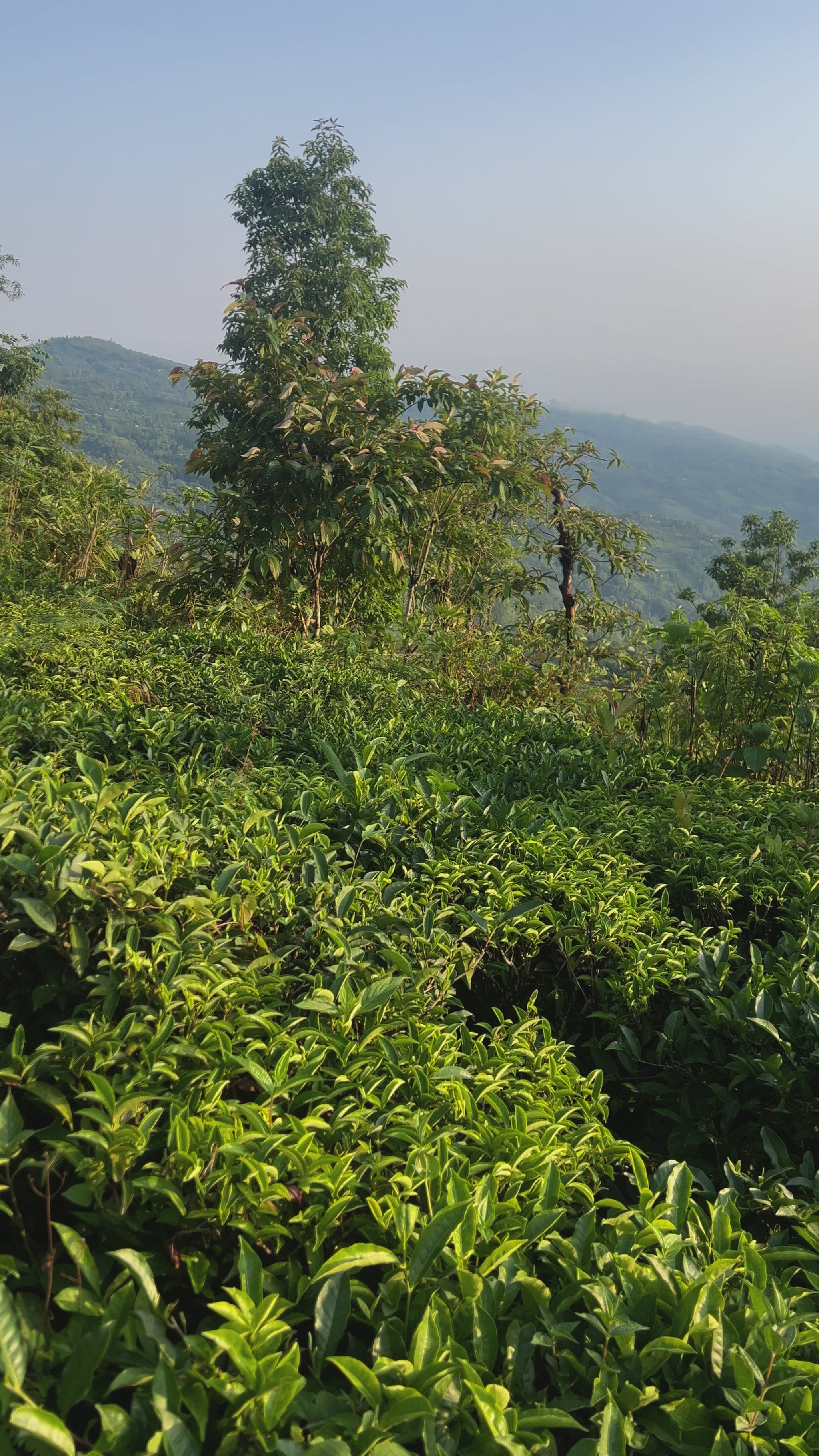 Green Tea Leaves
